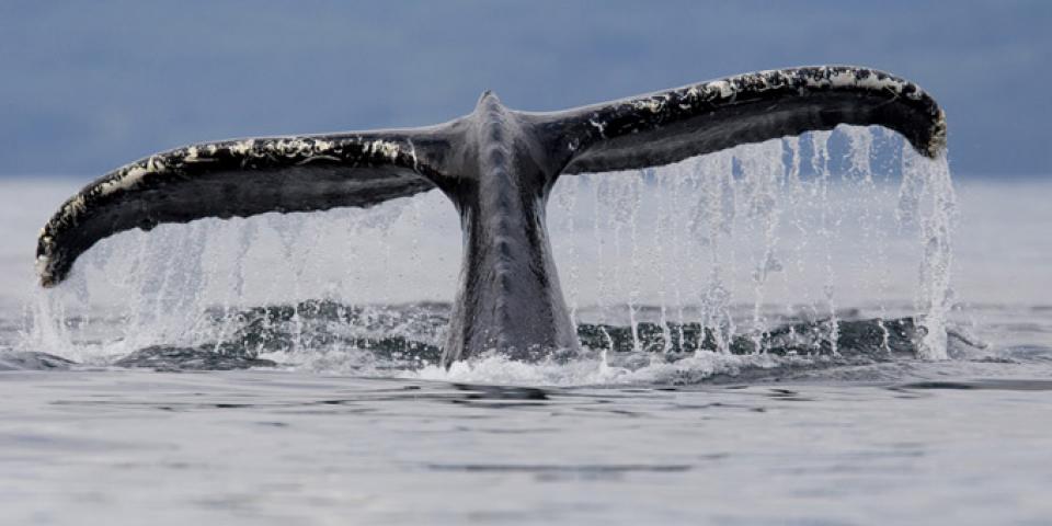 walvis-bultrug-gespot-bij-egmond-aan-zee